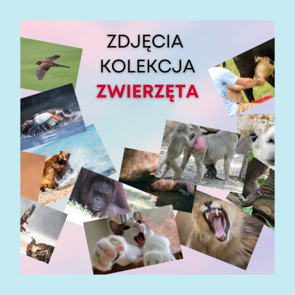 Zdjęcia coachingowe zwierzeta